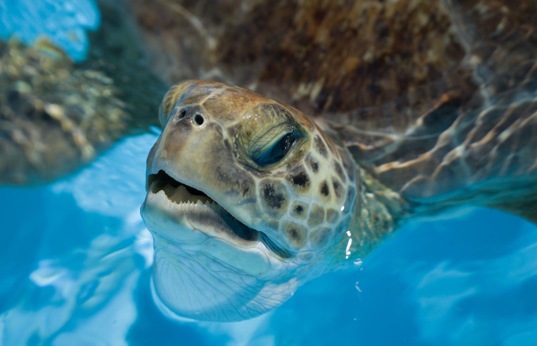 Turtles in Florida, USA